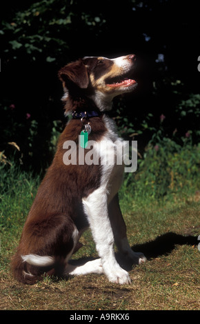 Brown tri color border collie puppy dog avec Identichip tag identificaion microchip Banque D'Images