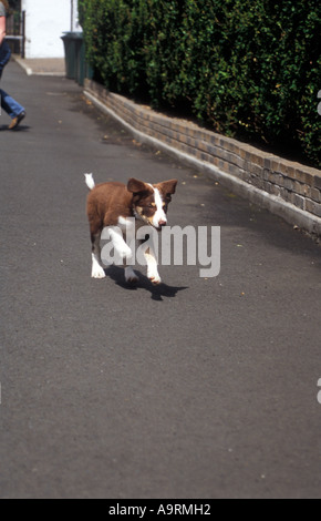 Brown tri color border collie puppy dog running jouant fetch Banque D'Images