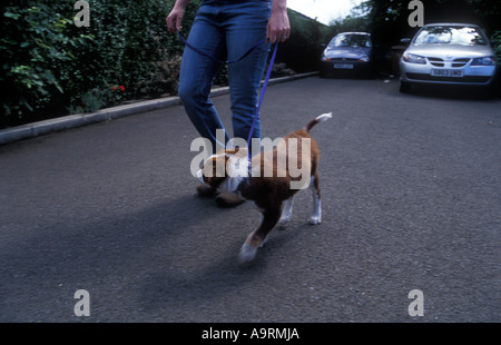 Brown tri color border collie puppy dog apprendre à marcher au pas Banque D'Images
