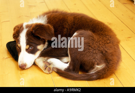 Brown tri color border collie puppy dog recroquevillée sur mat Banque D'Images