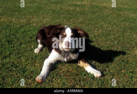 Chiot border collie chien marron couleur tri Banque D'Images