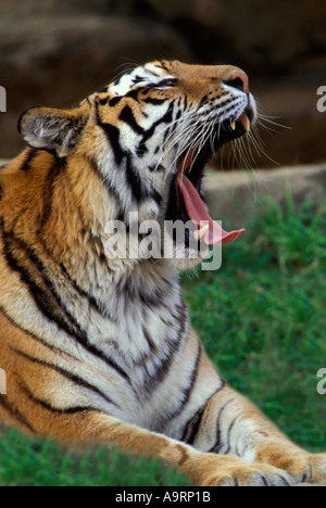 Grand Siberian Tiger bâillement à beaucoup moins de malevolent Banque D'Images