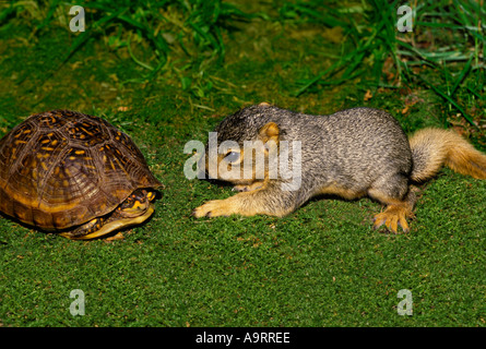 De l'Est jeune écureuil Fox (Sciurus niger) et trois doigts de la tortue Boîte de regarder les uns les autres sur le terrain Banque D'Images