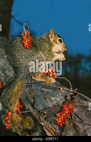 Fête de l'automne : l'Est de l'écureuil, le renard (Sciurus niger) l'écrou de l'alimentation est entouré de baies sauvages (Celastrus scandens aigre-doux) Banque D'Images