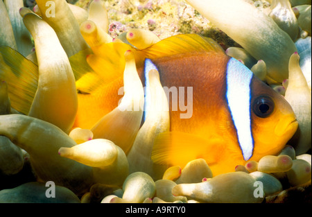 La Mer Rouge poissons clowns (Amphiprion bicinctus) ou Twoband alias poisson clown poisson clown niché dans une anémone. Banque D'Images