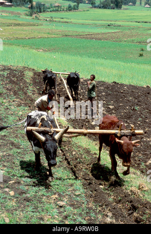 Les agriculteurs labourent leurs terres avec des charrues traditionnelles tirées par des bœufs, des marassas. Province de Wollo, Éthiopie Banque D'Images
