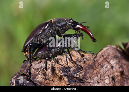 Les coléoptères Lucanus cervus Cerf européen sur l'accouplement journal Banque D'Images