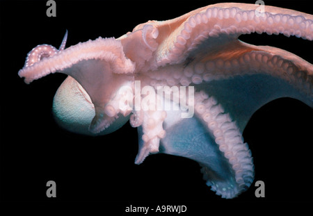 Un poulpe (Octopus cyanea) sur un fond noir, montrant clairement définis les ventouses sur les tentacules. Banque D'Images