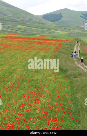 Les marcheurs entre un affichage merveilleux de coquelicots et beaucoup d'autres fleurs sauvages sur le piano , le parc national des Monts Sibyllins Banque D'Images