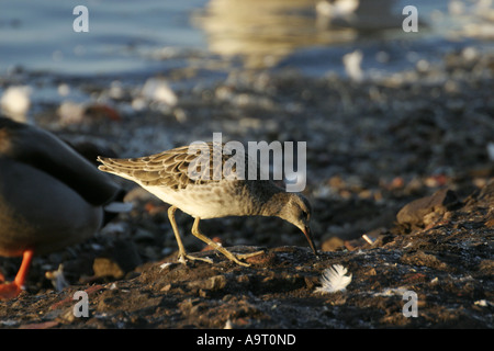 Philomachus pugnax Ruff, en hiver, sur le bord d'un lac gelé Banque D'Images