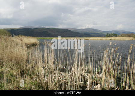 Ynys hir-réserve RSPB au Pays de Galles, surplombe la rivière Dovey Banque D'Images