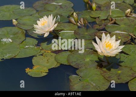 Deux waterlillies crème entouré par Lilly pads dans un étang Banque D'Images