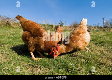 Élevage de poulets Warren dans une ferme de South Devon. ROYAUME-UNI Banque D'Images