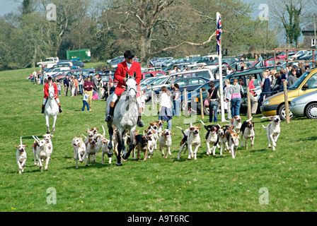 Le Maître de Hounds a parait le pack lors d'une rencontre de course point-à-point à South Devon, Royaume-Uni. Banque D'Images