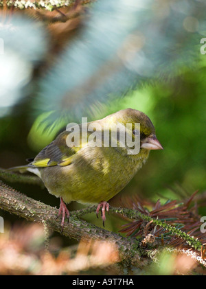 Verdier d'Europe (Carduelis chloris) Banque D'Images