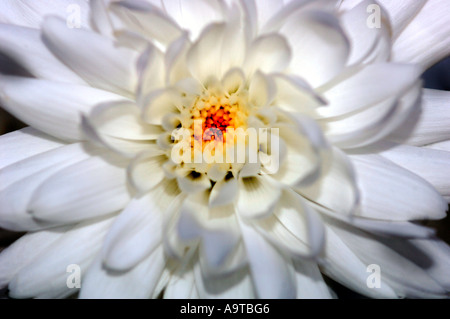 Chrysanthème blanc Banque D'Images