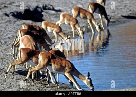 À l'Impala Aepyceros melampus, pan Banque D'Images