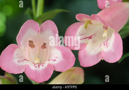 Penstemon 'Fujiyama'. Banque D'Images