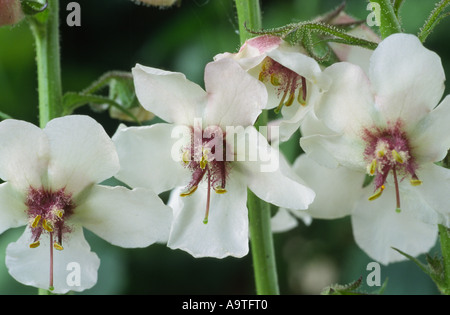 Verbascum blattaria. Espèce de molène. Banque D'Images