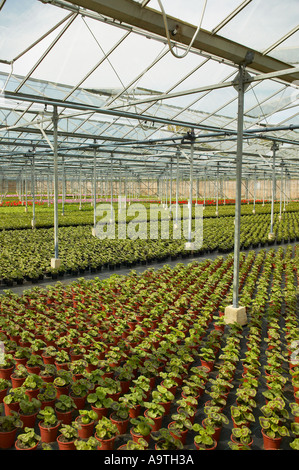 Rangées de Pélargonium cultivés dans des pots en plastique en serre commerciale dans la région de Sussex, Angleterre Banque D'Images