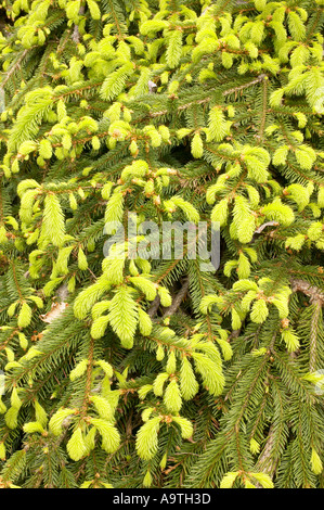 La nouvelle croissance sur les branches de Picea abies 'Reflexa' Banque D'Images