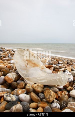 Bouteille écrasée, lavé à terre. Banque D'Images