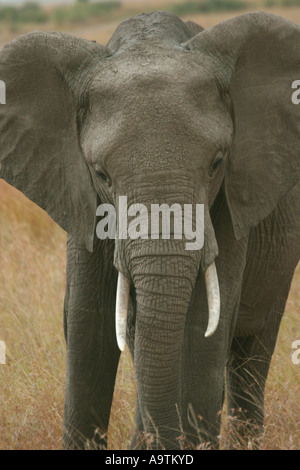 Portrait de l'éléphant frontale Banque D'Images
