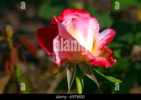 Un Double Delight Hybrid Tea Rose Banque D'Images