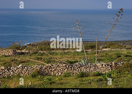 Pantelleria cactus dans campagne Banque D'Images