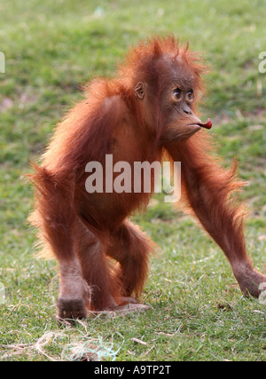 Bébé orang-outan de Sumatra Banque D'Images