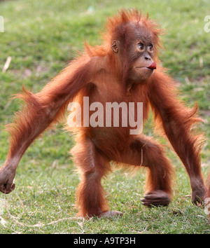 Bébé orang-outan de Sumatra Banque D'Images