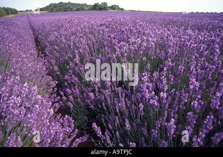 Heacham comme de plus en plus lavande une culture commerciale à proximité du complexe du Moulin Caley pour la production de parfums Banque D'Images