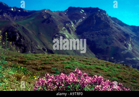 Plantes à fleurs de la famille des légumineuses de haute altitude de l'écosystème désertique Puna Wetsern Andes Argentine Banque D'Images