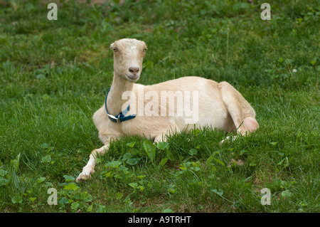 Chèvre LaMancha femelle sur une colline Banque D'Images