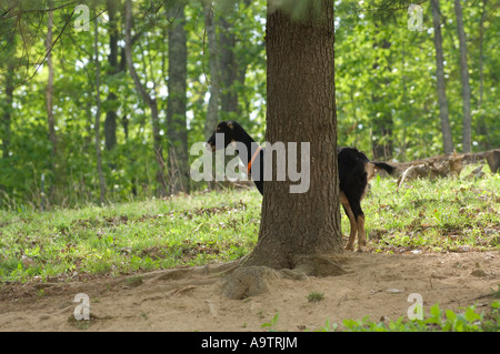 Chèvre LaMancha femme debout derrière un arbre Banque D'Images