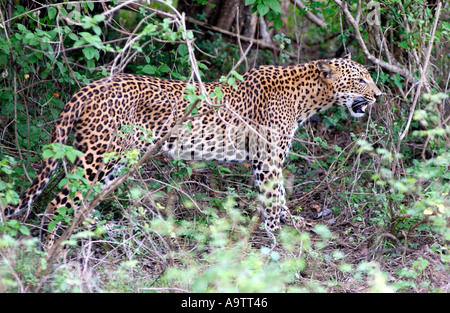 Un léopard dans la jungle dans le parc national de Yala, sur la côte sud-est de Sri Lanka Banque D'Images