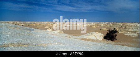 Palm solitaire dans le désert blanc Egypte Banque D'Images