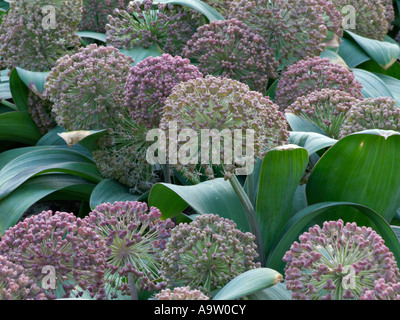 Turkestan allium (Allium) carataviense Banque D'Images