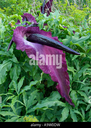 Arum dragon (dracunculus vulgaris) Banque D'Images