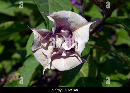 Datura metel Oeschberg Banque D'Images