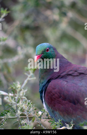 New Zealand pigeon ramier Banque D'Images