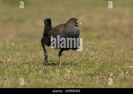 Originaire de Tasmanie Tasmanie Australie poule Banque D'Images