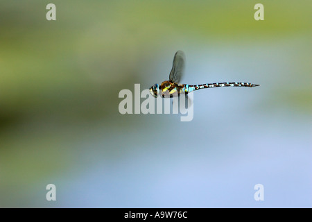 Hawker Aeshna mixta de migrants avec vol nice désamorcer contexte willington gravières bedfordshire Banque D'Images