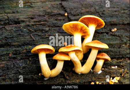 Le miel Armillaria mellea Champignons poussant sur le bois mort bedfordshire potton Banque D'Images