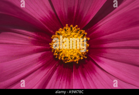 Close up Cosmos Bipinnatus Fleur Radiance Banque D'Images