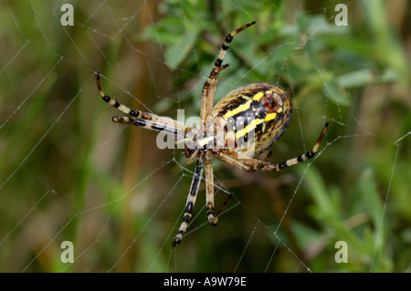 Spider Argiope bruennichi Wasp assis sur le Web dans des herbages bromham bedfordshire Banque D'Images