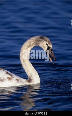 Cygne tuberculé Cygnus olor juvénile welney Norfolk Banque D'Images