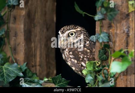 Chouette chevêche (Athene noctua) à la vieille grange de fenêtre avec ivy bedfordshire bedford surround Banque D'Images