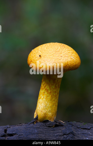 Le miel champignon Armillaria mellea sur de plus en plus ancien journal potton bedfordshire Banque D'Images