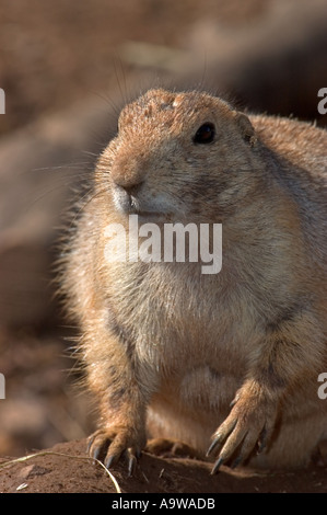 Marmot (Cynomys ludovicianus) ou à queue noire Praire Dog Banque D'Images